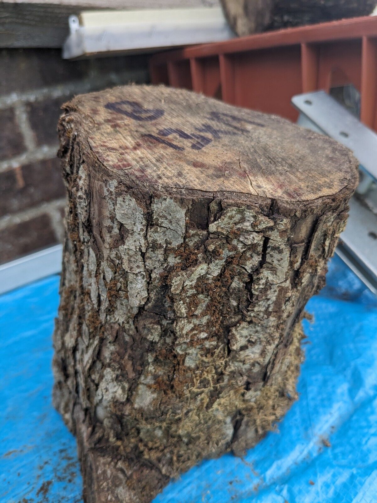 B Hardwood Trunk Fruit