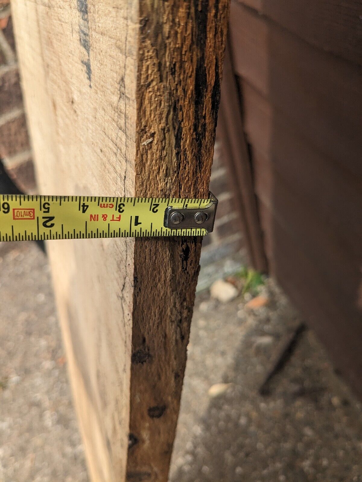 Oval Live Edge Board Ash, Spalted, Kiln Dried. 168 Cm