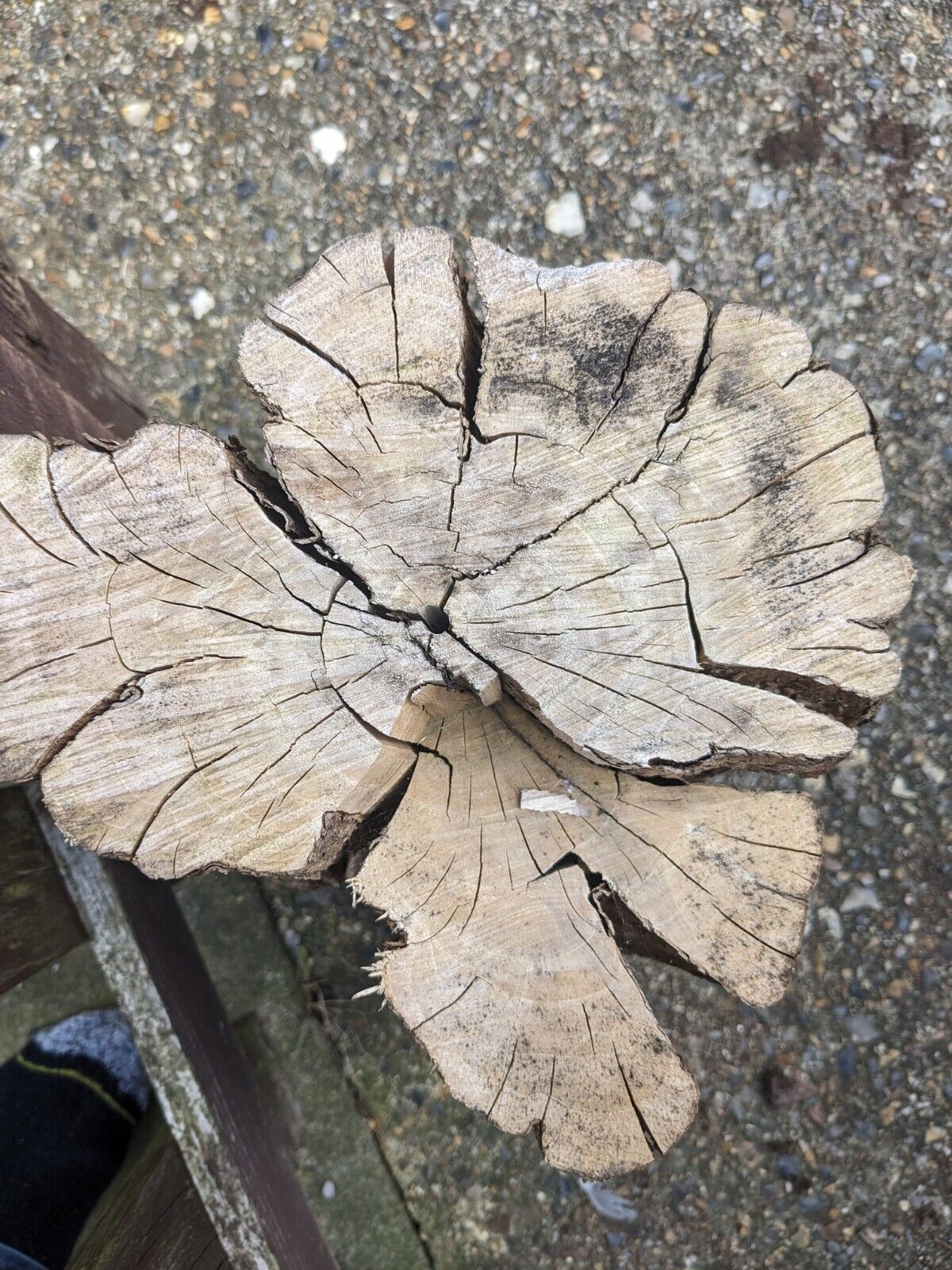 Catalpa Price Feature Wood . 25-30 Cm Diameter, 50cm High