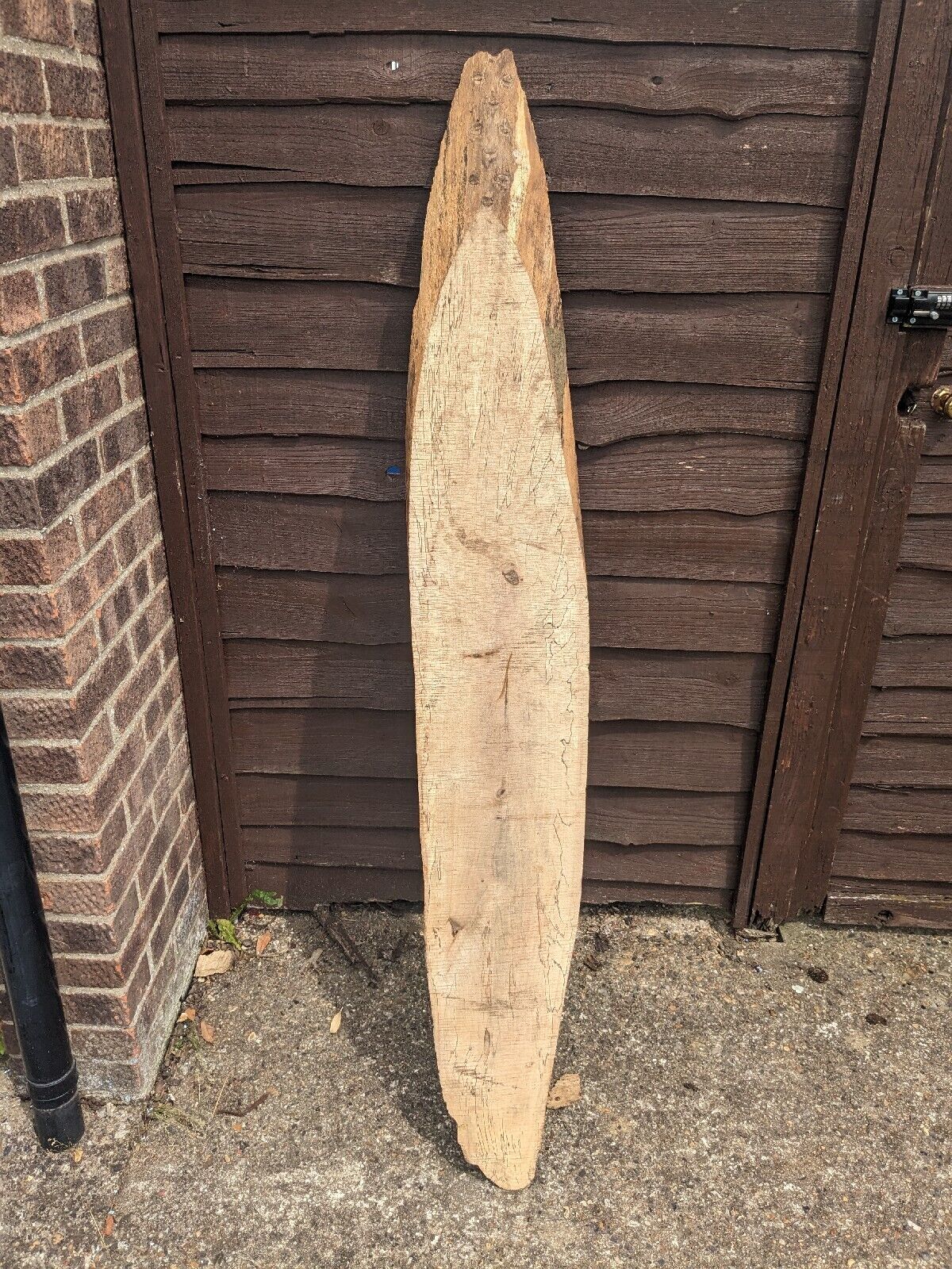 Oval Live Edge Board Ash, Spalted, Kiln Dried. 168 Cm