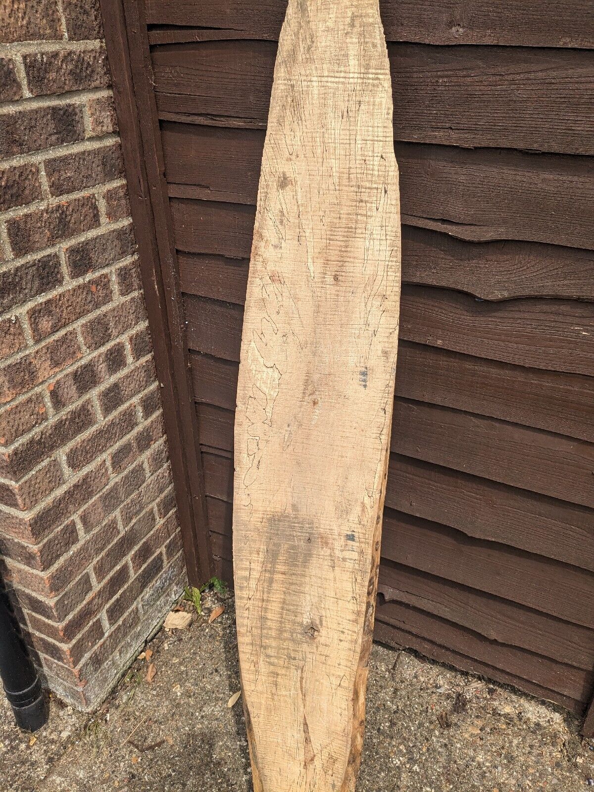 Oval Live Edge Board Ash, Spalted, Kiln Dried. 168 Cm