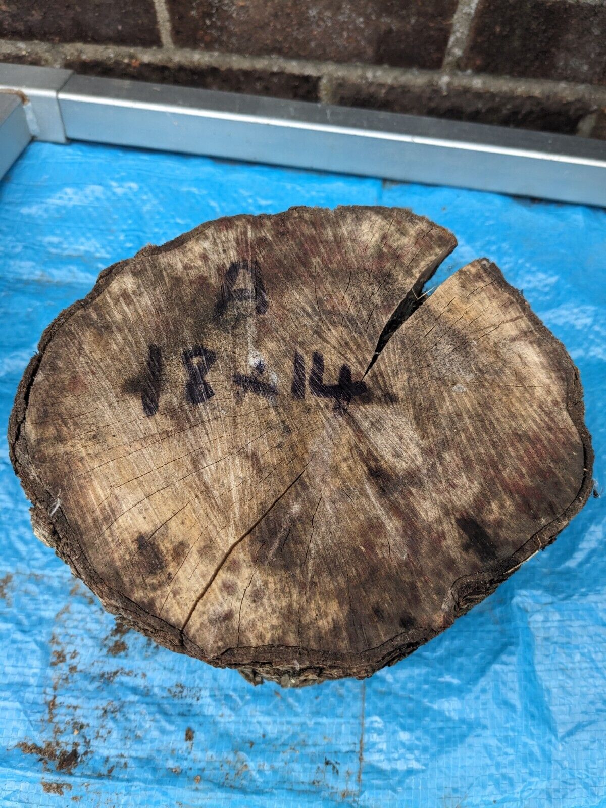 A Hardwood Trunk Fruit