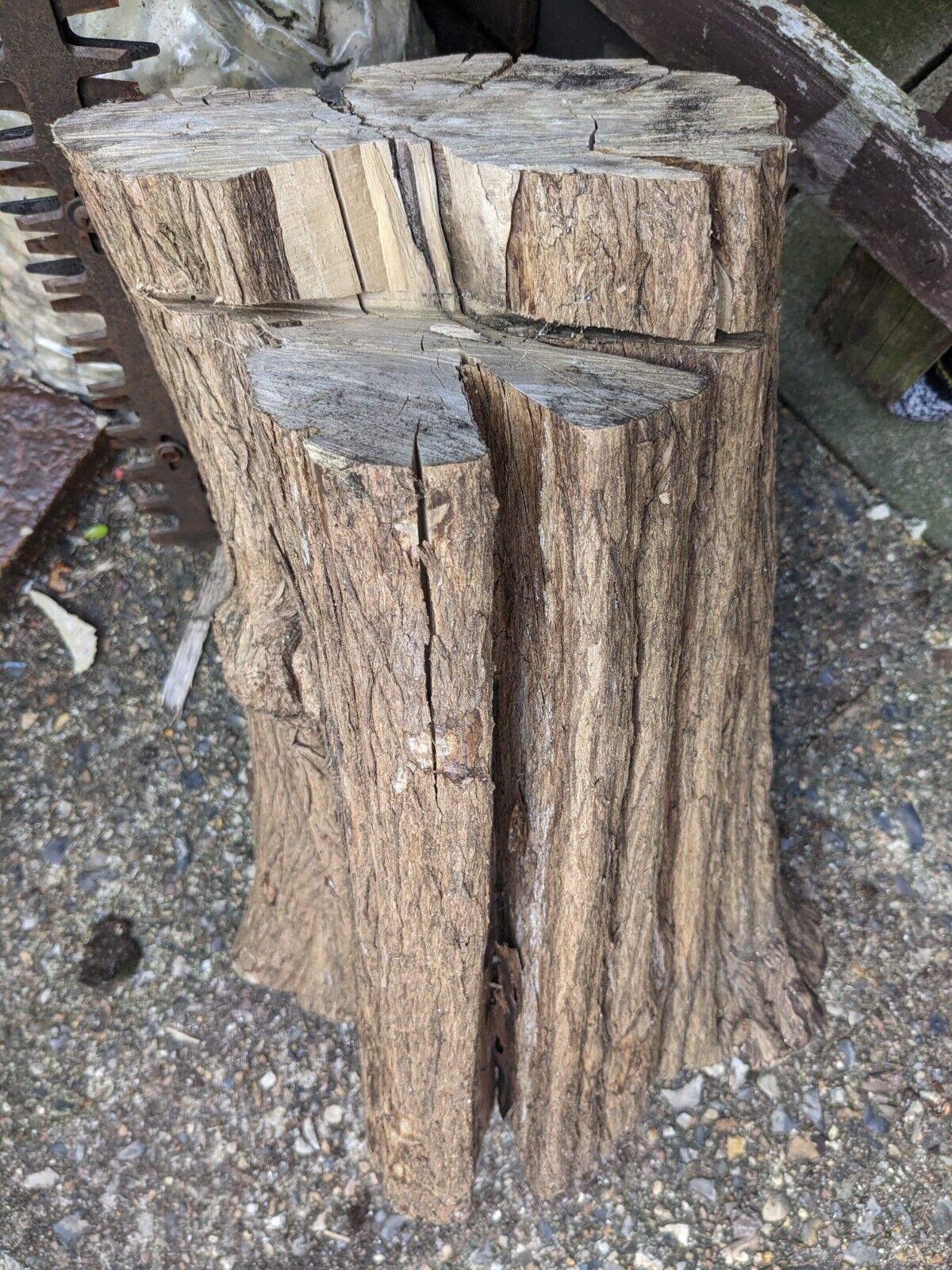 Catalpa Price Feature Wood . 25-30 Cm Diameter, 50cm High