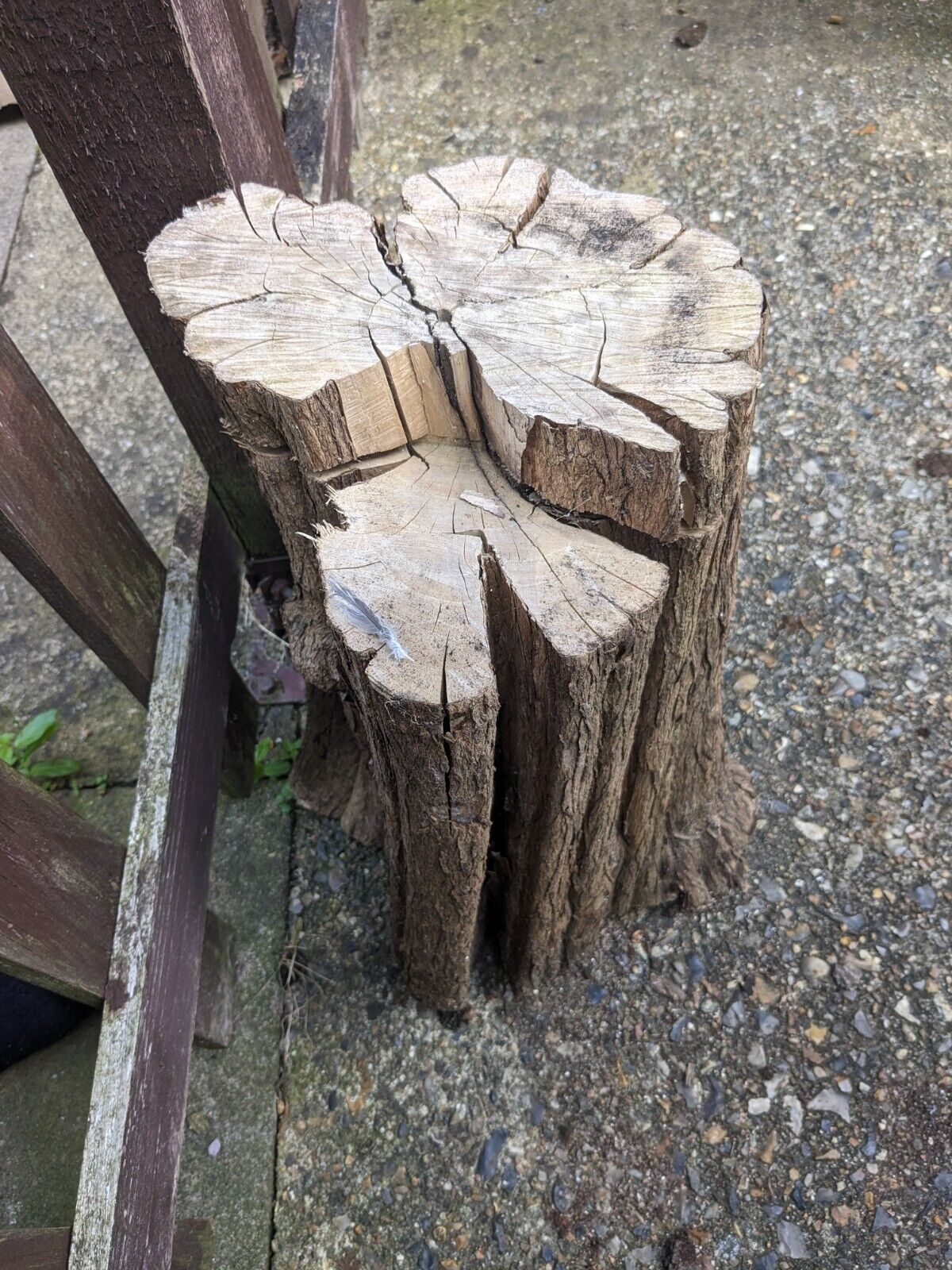 Catalpa Price Feature Wood . 25-30 Cm Diameter, 50cm High